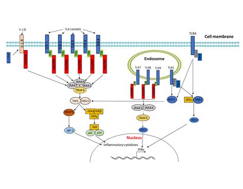 MyD88: a central player in innate immune signaling .